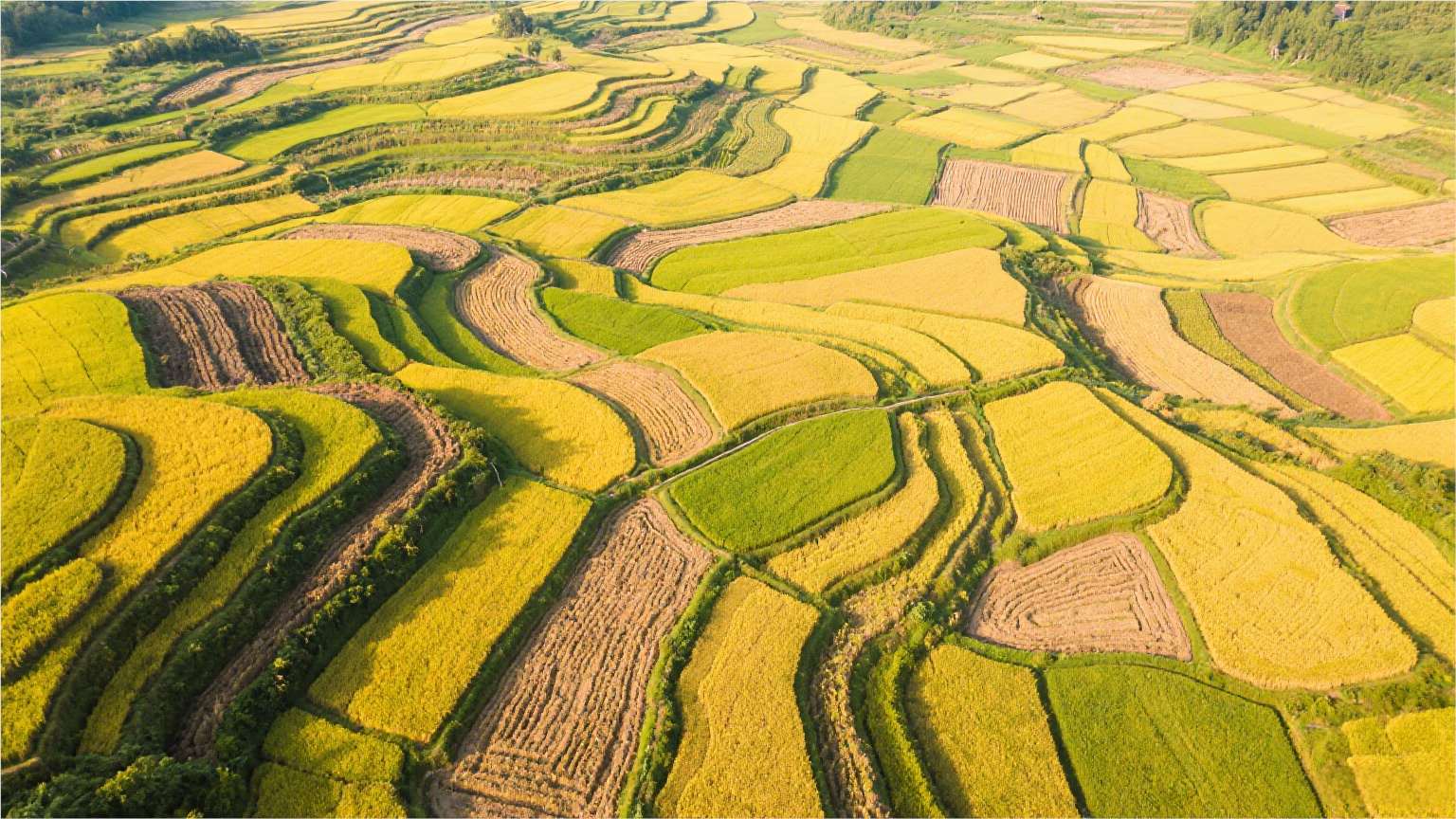 高光谱相机如何成为智慧农业的“火眼金睛”